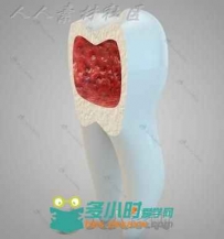 超逼真C4D牙齿模型