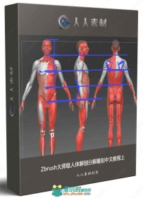 Zbrush大师级人体解刨分解雕刻中文教程上