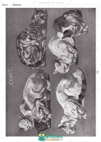 逼真动物细腻画法研究作品原画插画合集