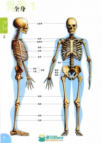 漫画教程PDF（漫画核心技法2本+从人体解剖学习人物画法+上吧，漫画达人必修课）