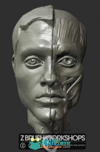 ZBrush人体解剖学大师班视频教程