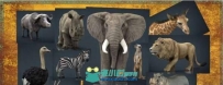 非洲野生动物3D模型 Cubebrush – Wild Africa Pack (MAX/FBX/MB/OBJ格式)