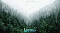 Real Trees真实自然森林树木场景Blender插件V1.1版