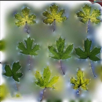 树叶贴图 2G超清透明贴图 叶子图片素材