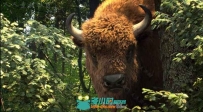 Yeti皮毛羽毛Maya插件V2.1.6版 PEREGRINE LABS YETI 2.1.6 FOR MAYA 2016-2017 WIN