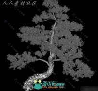 超逼真的松树C4D模型合辑