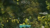 SurfaceSPREAD植物与岩石分布生成C4D插件V2.0.4版