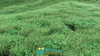 Arnold SiToA照明渲染Softimage XSI插件V3.11.0版 Solidangle Softimage to Arnold...