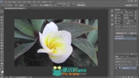 学习世界一流的平面设计Photoshop视频教程
