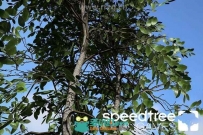 SpeedTree Games Indie三维游戏植被建模游戏插件V8.4.1版