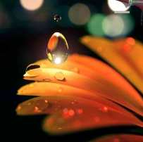 C4D Octane花瓣水珠工程 drop of light