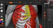 Zbrush大师级人体解刨雕刻中文语音教程