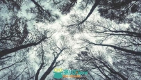 冬季树木仰拍雪花飘落高清实拍视频素材