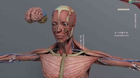 一个解剖级的艺用人体结构3D模型+贴图191M