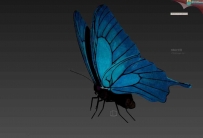 蓝色的飞舞蝴蝶3D模型（带动画和贴图）