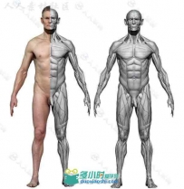 男性完整身体超精细雕刻3D模型 3DSCANSTORE MALE éCORCHé