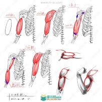人体骨骼姿势绘画解剖草图参考合集