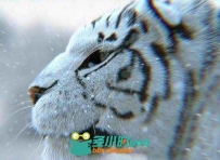 PS多功能光影特效插件 RandomControl ArionFX v3.0.4 for Photoshop