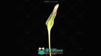 蒲公英开花快速过程高清实拍视频素材可抠像