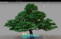Easy Treez树木树叶植物设计Maya插件V2.0版